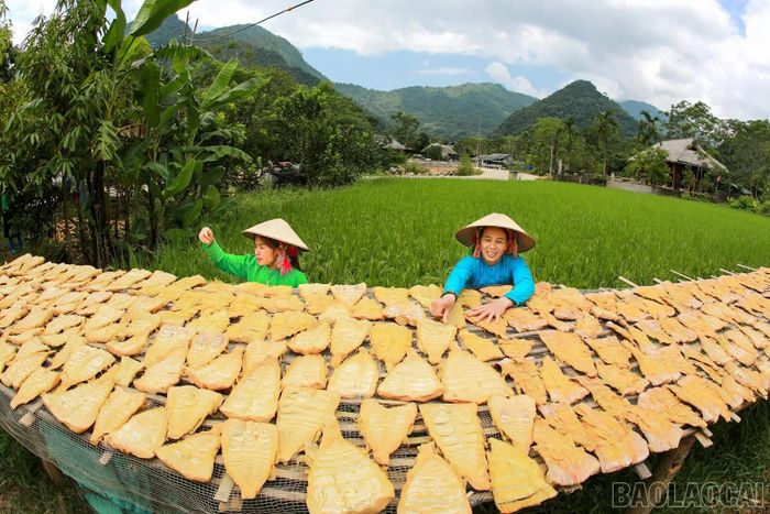 Măng mai được phơi trên giàn nứa bên những nếp nhà sàn, chuẩn bị trở thành sản phẩm măng khô đặc sản.