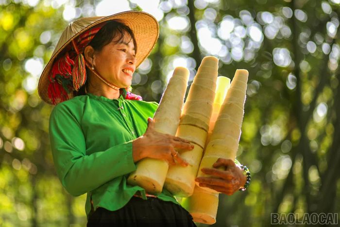 Niềm vui của người phụ nữ Tày bên thành quả lao động từ rừng măng.
