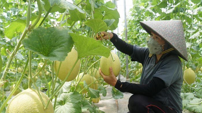 Nông nghiệp công nghệ cao là một đông lực, trụ cột của xã Đắk Mil