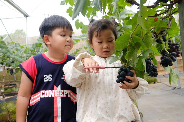 Nhiều gia đình đưa trẻ em đi trải nghiệm du lịch canh nông