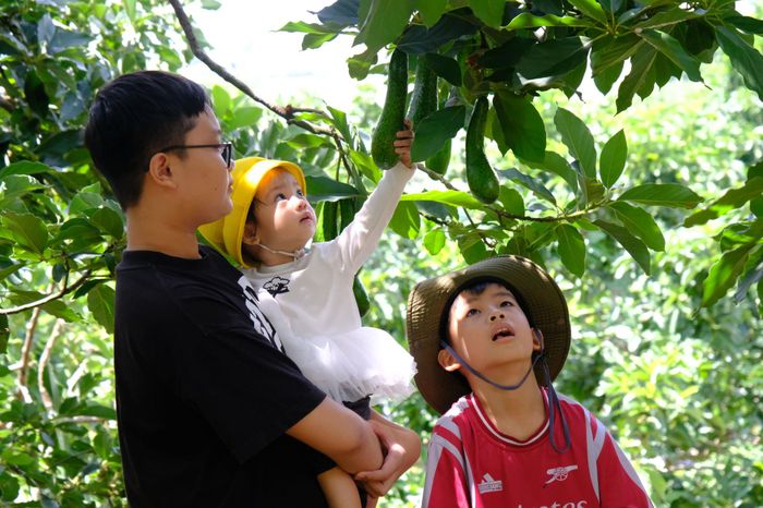 Trải nghiệm hái bơ tại vườn