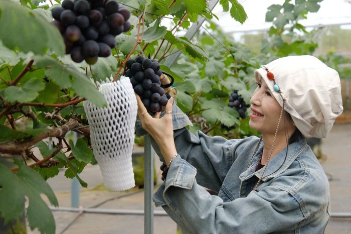 Du khách muốn được chạm vào sản phẩm, thu hái tại vườn