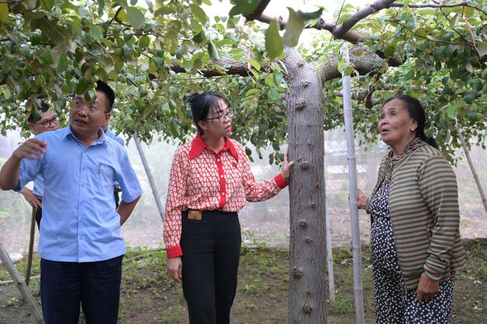 Đoàn ĐBQH tỉnh đã khảo sát thực tế hộ trồng táo trong nhà màn của gia đình bà Võ Thị Ngọc Tích, ở thôn 2, xã Tuy Phong
