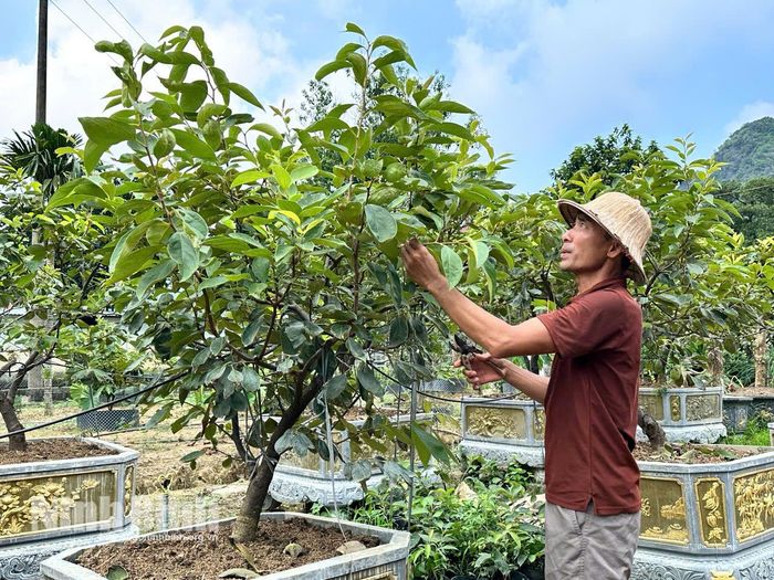 Những cây hồng khỏe mạnh được ông Tú đưa lên chậu, tạo dáng nghệ thuật để phục vụ nhu cầu chơi cây cảnh ngày Tết của người dân.