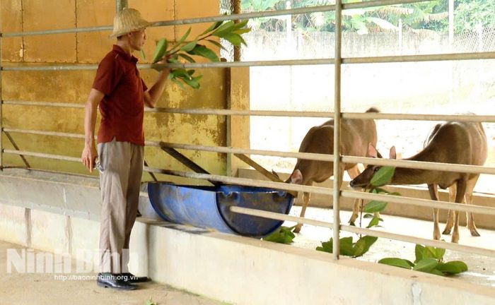 Ông Lê Anh Tú tận dụng lá cây rừng và phụ phẩm nông nghiệp làm thức ăn cho đàn nai.