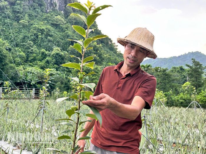 Cây hồng trồng xen trong vườn dứa giúp tối ưu hóa diện tích và hạn chế cỏ dại.