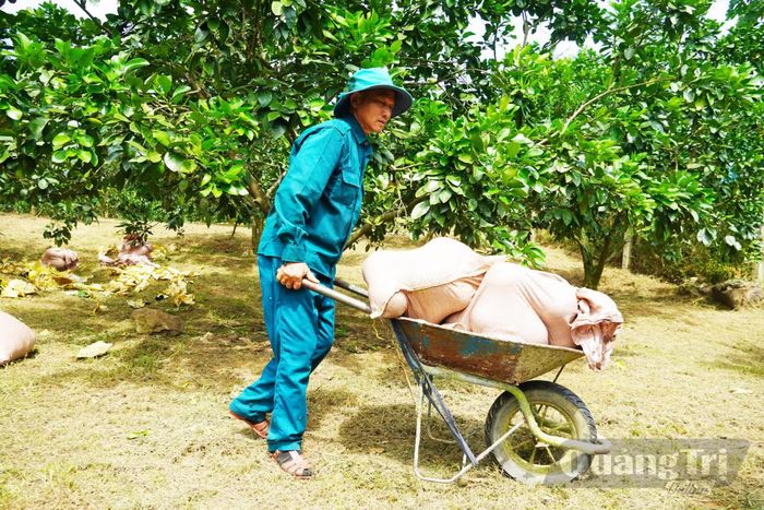 Bưởi ở Đồng Lê được thương lái đến thu mua tận vườn - Ảnh: X.V