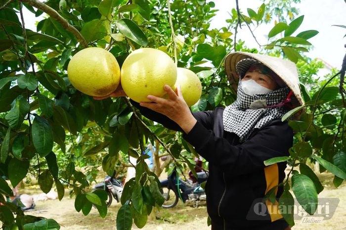 Bưởi được mùa, được giá nên người dân Đồng Lê rất phấn khởi - Ảnh: X.V