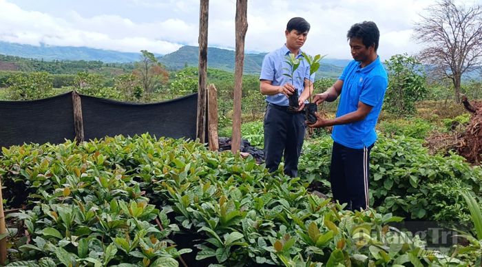 Chuẩn bị cây giống phục vụ mở rộng vùng trồng cà phê Khe Sanh - Ảnh: N.B