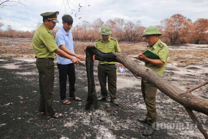 Trong phạm vi do Hạt Kiểm lâm Triệu Phong quản lý tại xã Triệu Cơ và Nam Cửa Việt, diện tích đáp ứng tiêu chí thành rừng mới đạt khoảng 50-60% - Ảnh: L.T