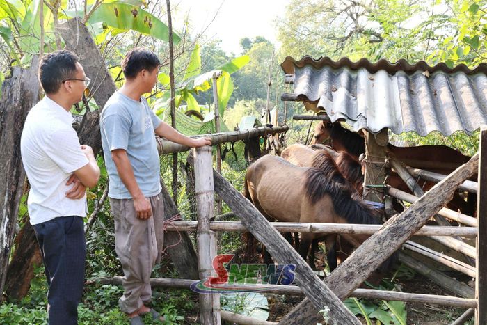 Mô hình nuôi ngựa sinh sản từ nguồn hỗ trợ Chương trình 1719 tại bản Hua Nhàn, xã Tạ Khoa.