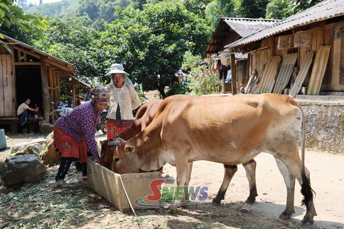 Mô hình nuôi bò sinh sản từ nguồn hỗ trợ Chương trình 1719 của hộ dân bản Mường Khoa, xã Tạ Khoa.
