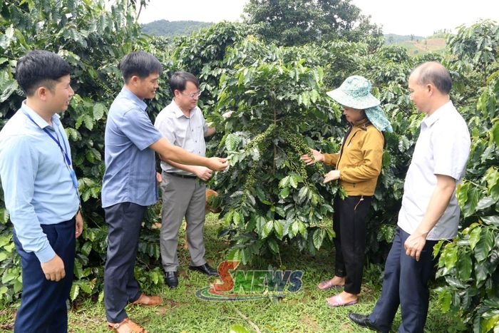 Nông dân thôn Dồm Cang 2, xã Púng Bánh phát triển cây cà phê.