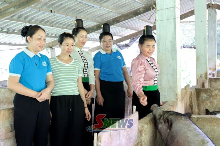 Mô hình nuôi lợn nhốt chuồng của hội viên phụ nữ bản Bo Xanh.
