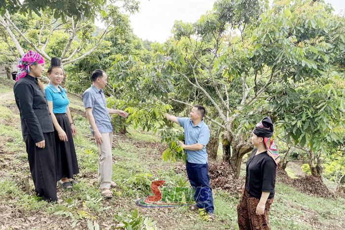 Nông dân xã Mường Lầm trao đổi kỹ thuật chăm sóc cây nhãn.