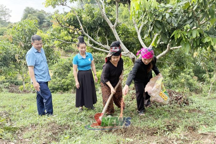 Nông dân xã Mường Lầm trao đổi kỹ thuật chăm sóc cây nhãn thời kỳ sau thu hoạch.