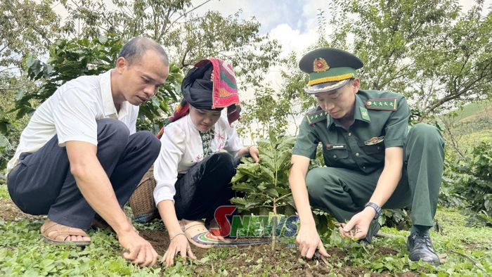 Cán bộ Đồn Biên phòng Phiêng Pằn hướng dẫn người dân kỹ thuật chăm sóc cây cà phê.