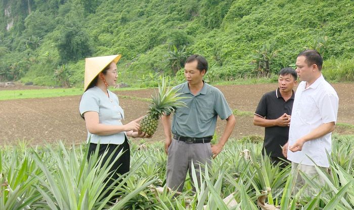 Đồng chí Chẩu Thị Khuyên, Phó Bí thư Đảng ủy, Chủ tịch UBND xã Minh Quang tham quan, khảo sát mô hình trồng dứa.