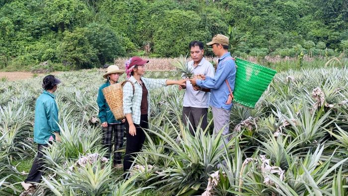 Nhiều diện tích đất đồi dốc tại thôn Bó Ngoạng được phủ xanh bởi mô hình trồng dứa hàng hóa.