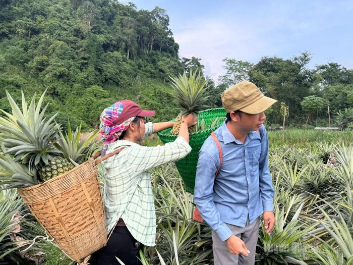 Gia đình anh Lý Văn Mài, thôn Bó Ngoạng, xã Minh Quang thu hoạch diện tích dứa của gia đình.