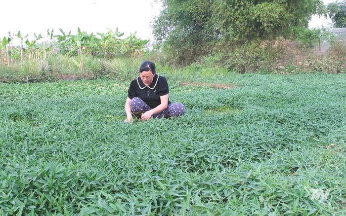 Lựa chọn các giống rau ngắn ngày, có khả năng chịu úng, ngập giúp giảm thiểu thiệt hại do thiên tai trong sản xuất.