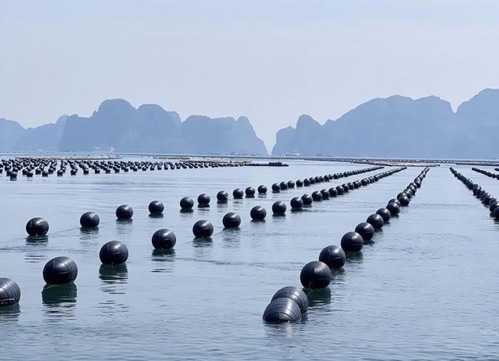Trong 9 tháng đầu năm 2026 UBND thành phố Quảng Ninh đã ban hành 6 quyết định giao khu vực biển để nuôi trồng thủy sản với tổng diện tích 380,85ha.