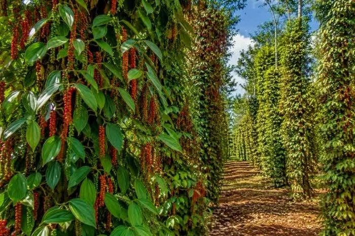 Giá tiêu tuần qua tăng mạnh. Ảnh minh họa