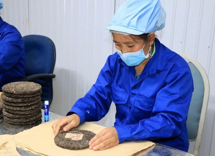 Sản phẩm bánh trà được làm từ búp chè Shan tuyết cổ thụ Tà Xùa tại Công ty chè và đặc sản Tây Bắc. (Ảnh: Hữu Quyết/TTXVN)