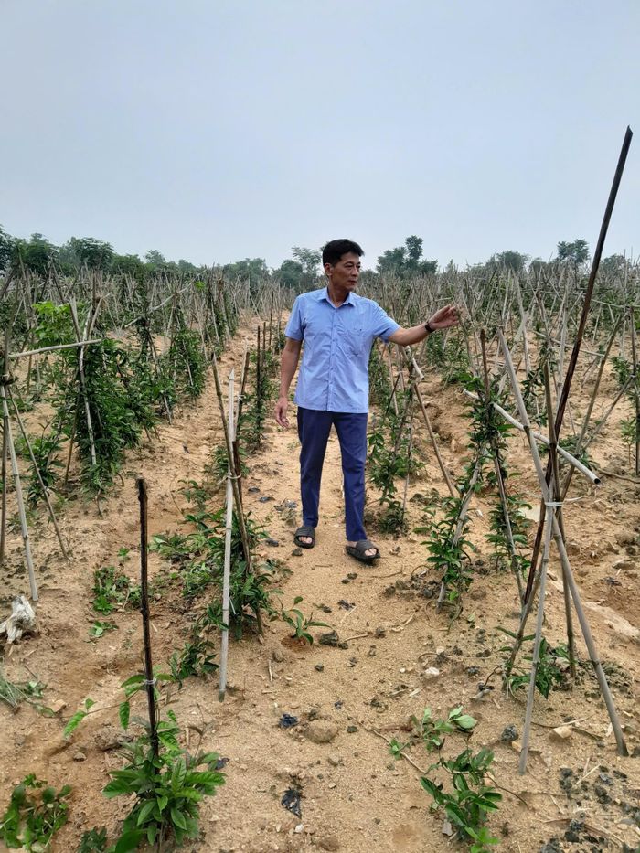 Mô hình trồng cây Ba kích