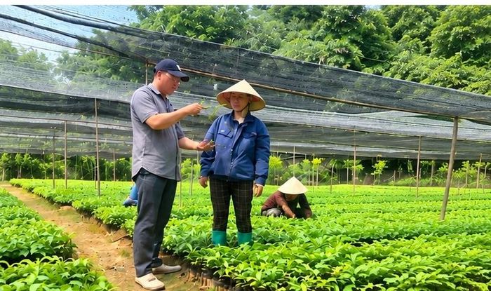 Vườn ươm cây giống của anh Phạm Văn Quyết, thôn Củm Hạ 1, xã Cốc San (Lào Cai)