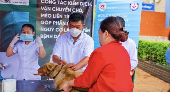 Tiêm vaccine phòng dại cho chó tại cộng đồng.