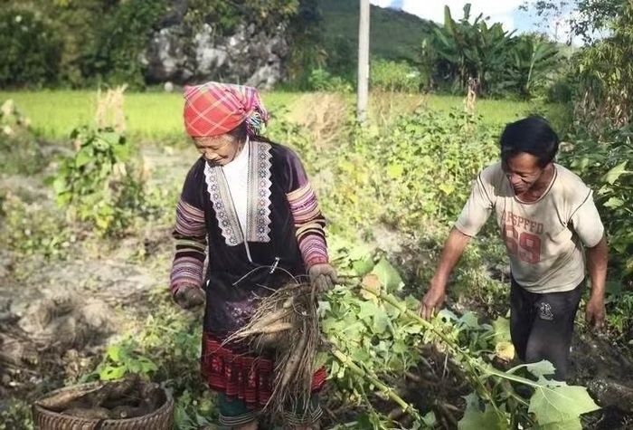 Khoai sâm đã giúp bà con xã Sìn Hồ vươn lên thoát nghèo.