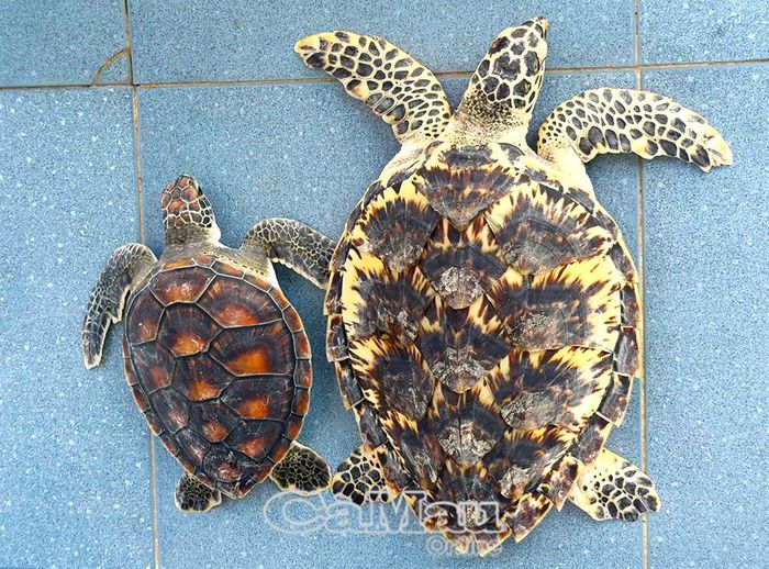 Trước đó, Đồn Biên phòng Tam Giang Tây phối hợp với Hạt Kiểm lâm Tân Ân thả 2 cá thể đồi mồi (bên phải) và cá thể vích (bên trái) về môi trường tự nhiên.