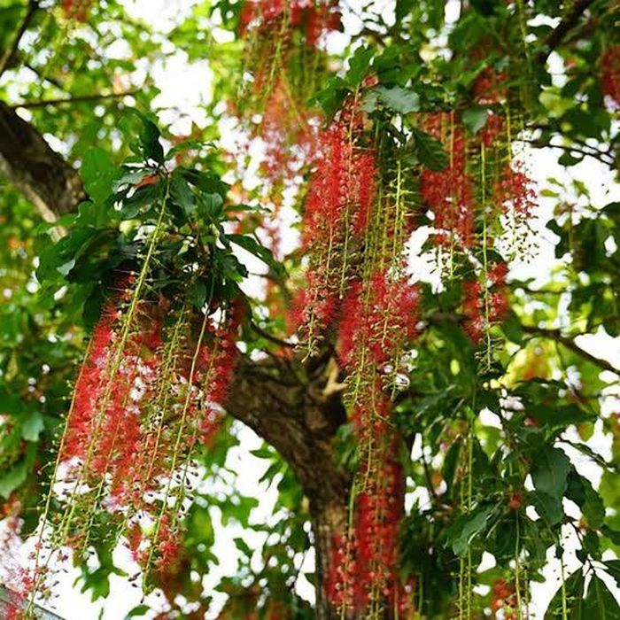 Mang ý nghĩa sum vầy, cuộc sống đủ đầy. Ảnh minh họa.