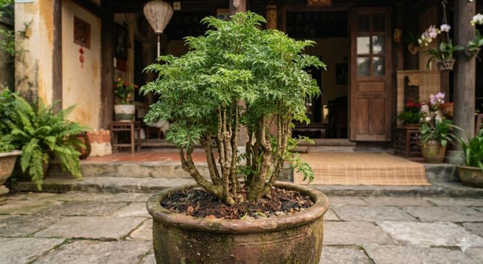 So với nhiều loại cây cảnh cần chế độ chăm sóc cầu kỳ, đinh lăng tương đối dễ trồng. Cây có thể phát triển tốt nếu được đặt ở nơi có ánh sáng phù hợp, đất tơi xốp và thoát nước tốt. Ảnh minh họa.