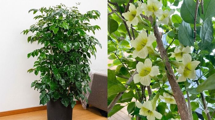 Mang ý nghĩa hạnh phúc, gia đình hòa thuận. Ảnh minh họa.