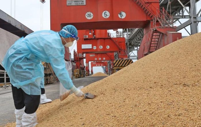 Việc Trung Quốc tăng mua đậu tương diễn ra trong bối cảnh nguồn cung hạt có dầu toàn cầu đang thu hẹp, khi tồn kho tại Brazil xuống thấp đáng kể