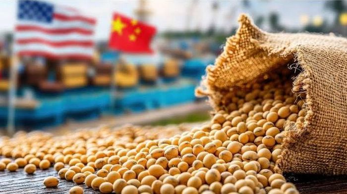 Trung Quốc đã hoàn thành cam kết mua 12 triệu tấn đậu tương Hoa Kỳ trong niên vụ 2025 và đang trên đà đạt mục tiêu 25 triệu tấn trong năm nay