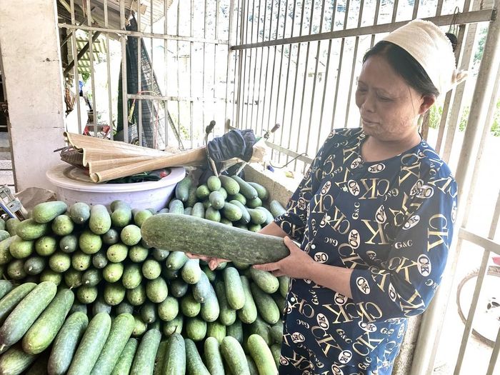Gia đình bà Lục Thị Thái, xóm Quốc Tuấn, xã Quảng Uyên doanh thu hơn 100 triệu đồng mỗi năm từ trồng rau màu. Ảnh Quốc Sơn