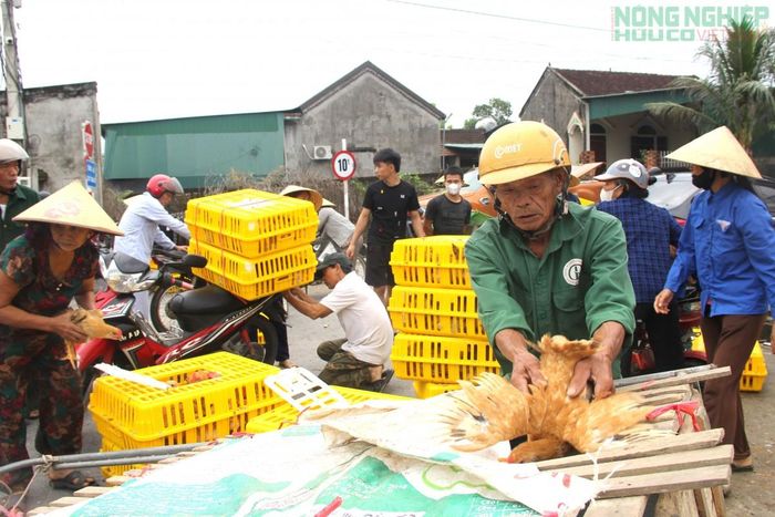 Ông Lê Thế Tình (69 tuổi, trú xóm Thượng Sơn 2, xã Văn Hiến) vui mừng khi được cấp phát gà.