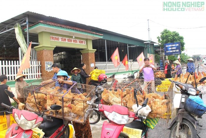 Hàng trăm hộ dân xã Văn Hiến vui mừng khi được cấp phát gà, tạo nguồn sinh kế, giảm nghèo bền vững.