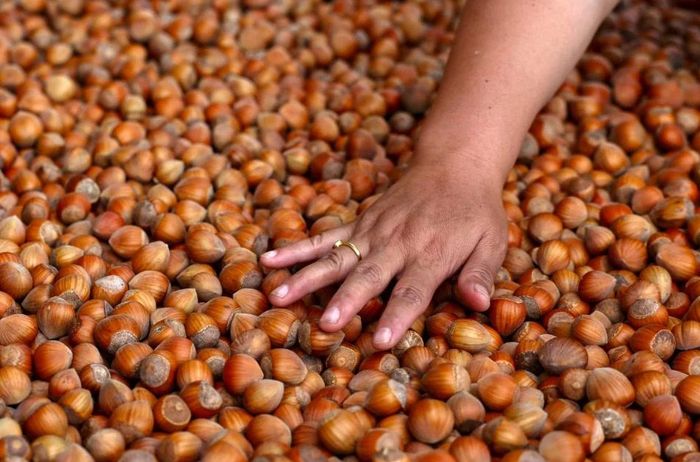Tổ chức Tài chính Quốc tế (IFC), Ngân hàng Phát triển châu Á (ADB) và Chương trình An ninh Lương thực và Nông nghiệp Toàn cầu (GAFSP) đã đầu tư tổng cộng 12 triệu USD vào Mountain Hazelnuts nhằm mở rộng mô hình sản xuất hạt phỉ dựa trên hộ nông dân nhỏ lẻ tại Bhutan