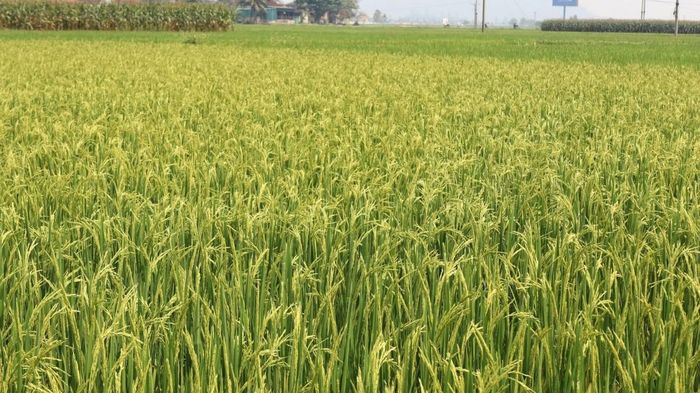 Xã Kim Bảng chú trọng bố trí thời vụ phù hợp, bảo đảm tưới tiêu và chủ động phòng tránh thiên tai trong sản xuất nông nghiệp.