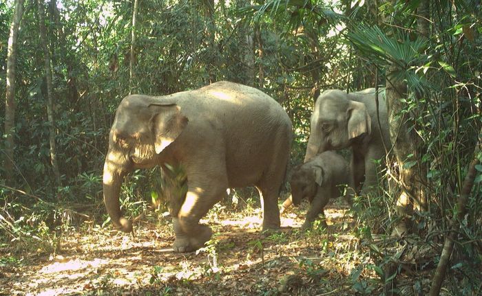 Cả đàn voi đều trong tình trạng sức khỏe tốt, di chuyển linh hoạt và sinh trưởng tự nhiên giữa rừng. (Ảnh: BQL)