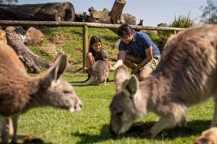 Tương tác trực tiếp với Kangaroos và các loài thú đặc trưng của Australia tại Công viên Động vật Hoang dã Oakvale.