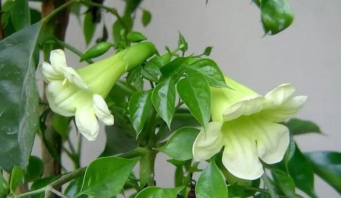Theo quan niệm phong thủy, cây hạnh phúc nở hoa là dấu hiệu của sự viên mãn, đủ đầy.