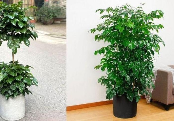 Trong phong thủy, cây hạnh phúc được trồng trong nhà đem lại sự sung túc, ấm no, đủ đầy cho gia chủ.