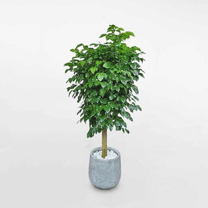 Để biết cây hạnh phúc hợp mệnh gì, chúng ta cần xem xét sự tương sinh, tương khắc giữa các hành.