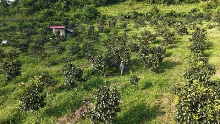 Theo lãnh đạo UBND xã Na Rì, sau khi sáp nhập, địa phương đã rà soát, đánh giá tổng thể tài nguyên đất đai và cây trồng, qua đó định hướng đưa hồng LT-01 trở thành cây trồng chủ lực.