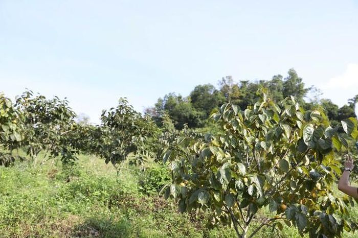 Hồng LT-01 được đánh giá có đặc tính dễ phát triển, ít công chăm sóc, chịu hạn và phù hợp với địa hình đồi núi của xã Na Rì.